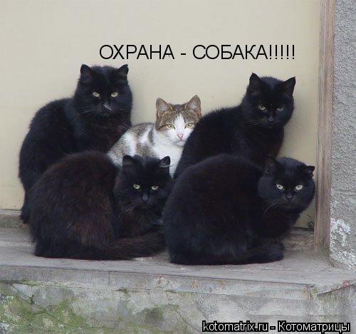 ОХРАНА - СОБАКА!!!!!... Котоматрица: ОХРАНА - СОБАКА!!!!!