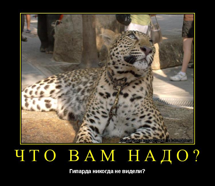 Что вам надо? Гипарда никогда не видели?... Котоматрица: Что вам надо? Гипарда никогда не видели?