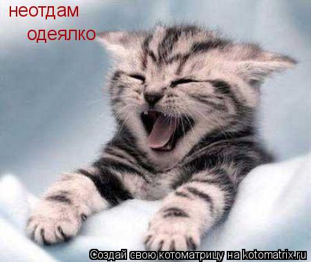 неотдам одеялко... Котоматрица: неотдам одеялко