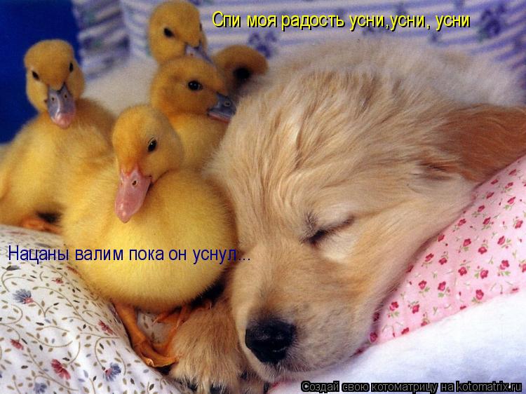 Спи моя радость усни,усни, усни Нацаны валим пока он уснул...... Котоматрица: Спи моя радость усни,усни, усни Нацаны валим пока он уснул...