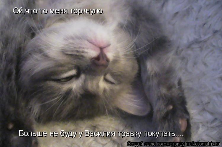 Ой,что то меня торкнуло. Больше не буду у Василия травку покупать....... Котоматрица: Ой,что то меня торкнуло. Больше не буду у Василия травку покупать....