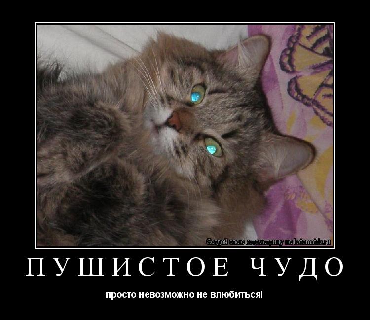 Пушистое чудо просто невозможно не влюбиться!... Котоматрица: Пушистое чудо просто невозможно не влюбиться!
