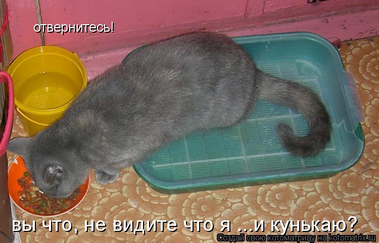 отвернитесь! вы что, не видите что я ...и кунькаю?... Котоматрица: отвернитесь! вы что, не видите что я ...и кунькаю?