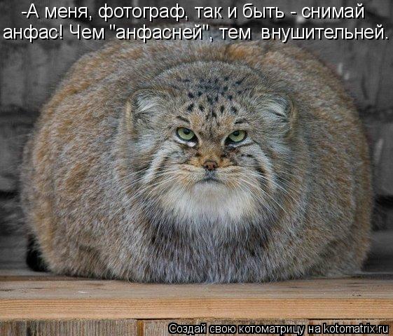 -А меня, фотограф, так и быть - снимай анфас! Чем "анфасней", тем внушительней.... Котоматрица: -А меня, фотограф, так и быть - снимай анфас! Чем "анфасней", тем внушительней.