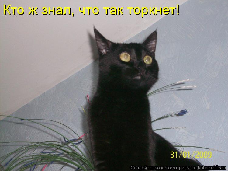 Кто ж знал, что так торкнет!... Котоматрица: Кто ж знал, что так торкнет!