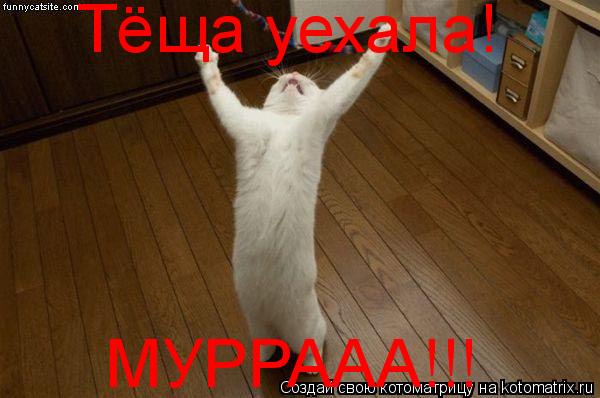 Тёща уехала! МУРРААА!!!... Котоматрица: Тёща уехала! МУРРААА!!!