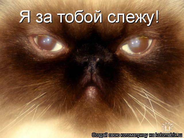 Котоматрица: Я за тобой слежу!