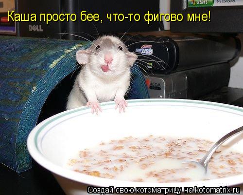 Каша просто бее, что-то фигово мне!... Котоматрица: Каша просто бее, что-то фигово мне!