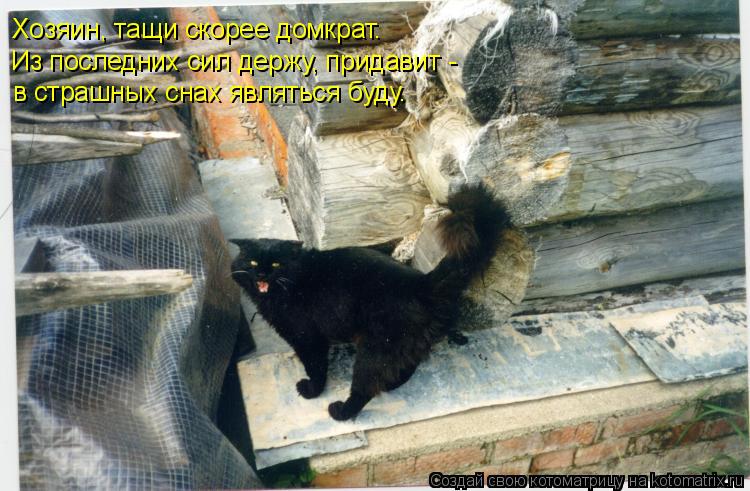 Хозяин, тащи скорее домкрат. Из последних сил держу, придавит - в страшных снах являться буду.... Котоматрица: Хозяин, тащи скорее домкрат. Из последних сил держу, придавит - в страшных снах являться буду.