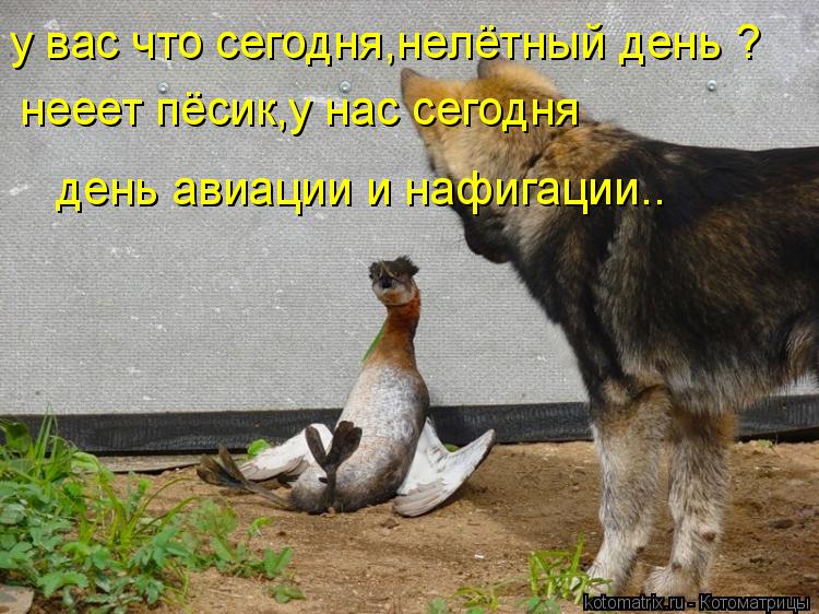 у вас что сегодня,нелётный день ? нееет пёсик,у нас сегодня день авиации и нафигации..... Котоматрица: у вас что сегодня,нелётный день ? нееет пёсик,у нас сегодня день авиации и нафигации..