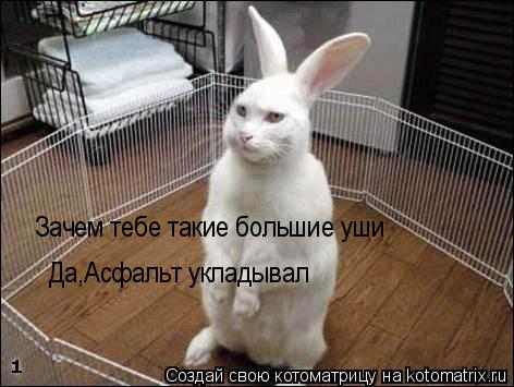 Зачем тебе такие большие уши Да,Асфальт укладывал... Котоматрица: Зачем тебе такие большие уши Да,Асфальт укладывал