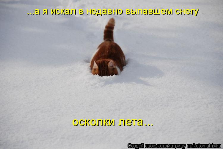 осколки лета... ...а я искал в недавно выпавшем снегу... Котоматрица: осколки лета... ...а я искал в недавно выпавшем снегу