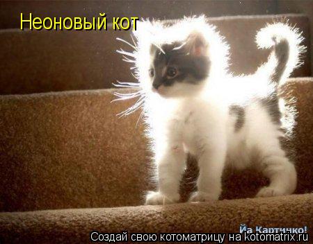 Котоматрица: Неоновый кот