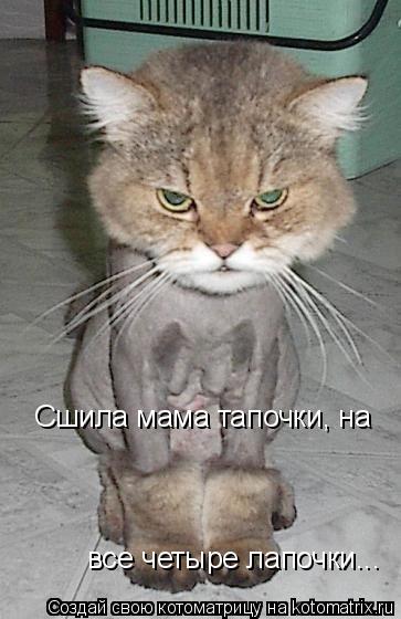 Сшила мама тапочки, на все четыре лапочки...... Котоматрица: Сшила мама тапочки, на все четыре лапочки...