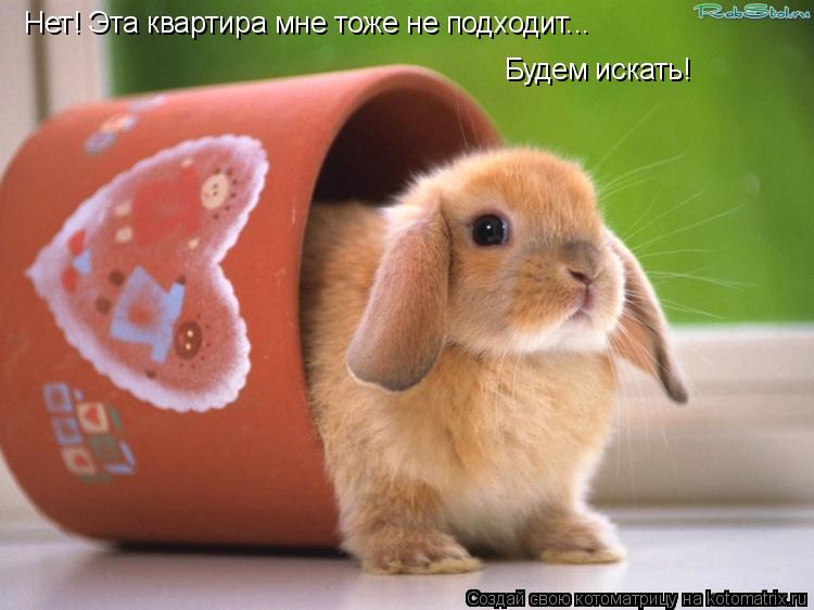 Нет! Эта квартира мне тоже не подходит... Будем искать!... Котоматрица: Нет! Эта квартира мне тоже не подходит... Будем искать!