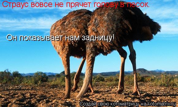 Страус вовсе не прячет голову в песок. Он показывает нам задницу!... Котоматрица: Страус вовсе не прячет голову в песок. Он показывает нам задницу!