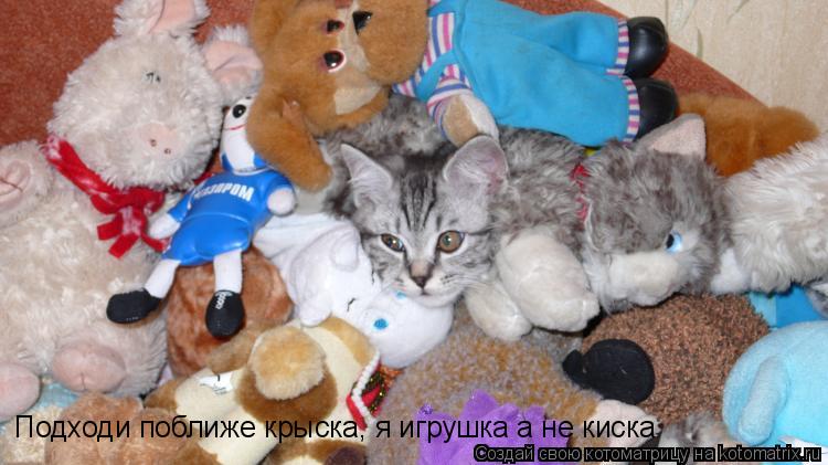 Подходи поближе крыска, я игрушка а не киска... Котоматрица: Подходи поближе крыска, я игрушка а не киска
