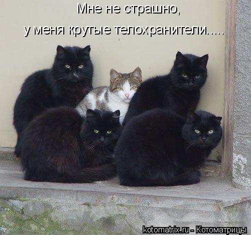 Мне не страшно, у меня крутые телохранители........ Котоматрица: Мне не страшно, у меня крутые телохранители.....