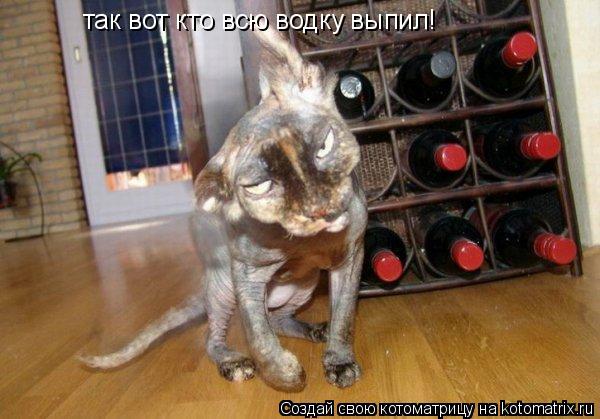 так вот кто всю водку выпил!... Котоматрица: так вот кто всю водку выпил!