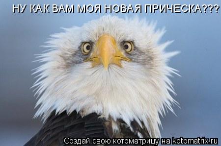 Котоматрица: НУ КАК ВАМ МОЯ НОВАЯ ПРИЧЕСКА???