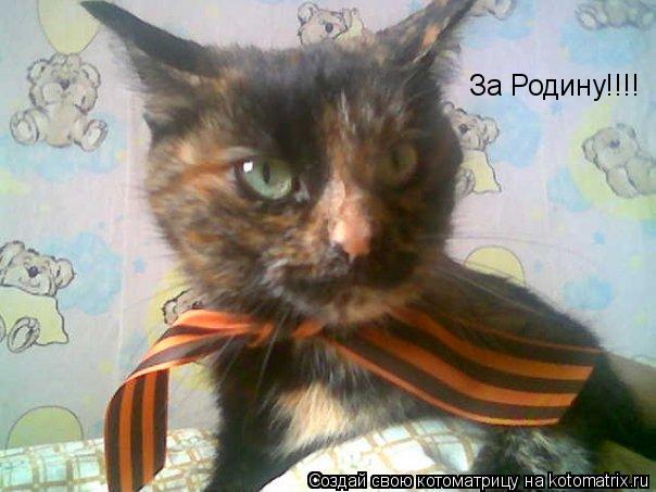 За Родину!!!!... Котоматрица: За Родину!!!!