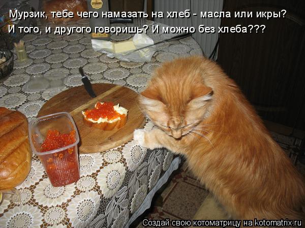 Мурзик, тебе чего намазать на хлеб - масла или икры? И того, и другого говоришь? И можно без хлеба???... Котоматрица: Мурзик, тебе чего намазать на хлеб - масла или икры? И того, и другого говоришь? И можно без хлеба???
