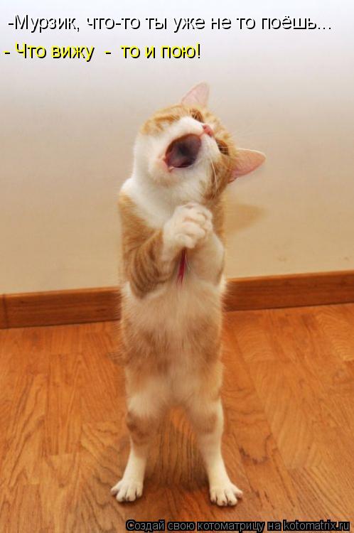 Котоматрица: -Мурзик, что-то ты уже не то поёшь... - Что вижу  -  то и пою!