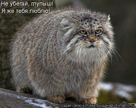 Не убегай, глупыш! Я же тебя люблю!... Котоматрица: Не убегай, глупыш! Я же тебя люблю!