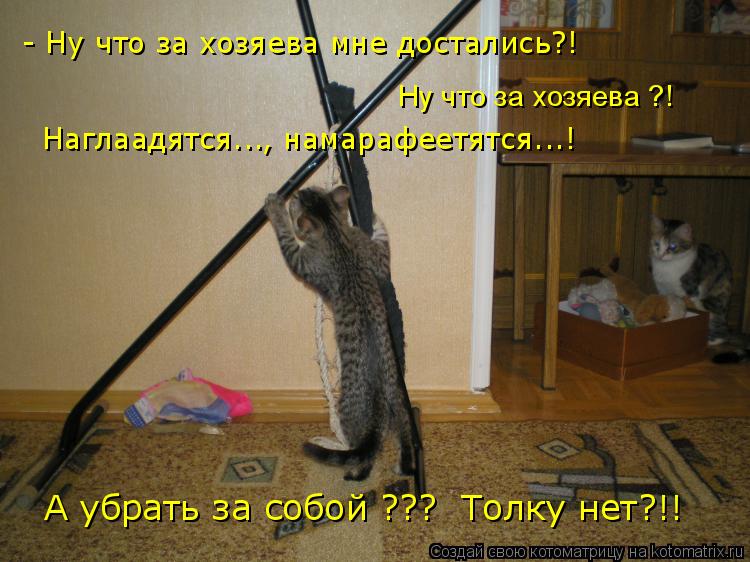 Котоматрица: - Ну что за хозяева мне достались?!  Ну что за хозяева ?! Наглаадятся..., намарафеетятся...! А убрать за собой ??? А убрать за собой ???  Толку нет?!!