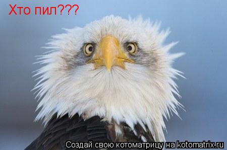 Хто пил???... Котоматрица: Хто пил???