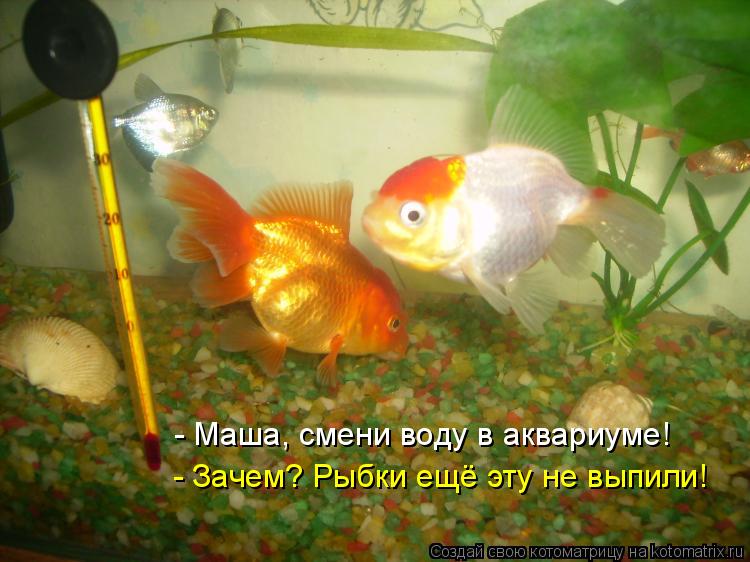 Котоматрица: - Маша, смени воду в аквариуме! - Зачем? Рыбки ещё эту не выпили!