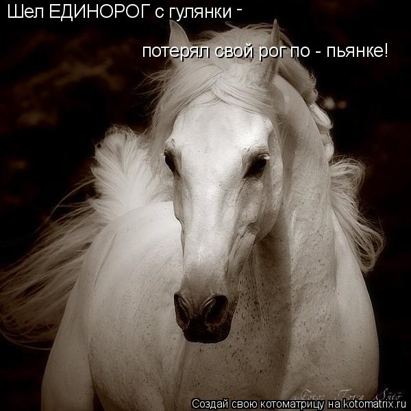 Котоматрица: Шел ЕДИНОРОГ с гулянки - потерял свой рог по - пьянке!