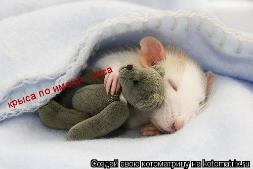 крыса по имени киса крыса по имени киса... Котоматрица: крыса по имени киса крыса по имени киса