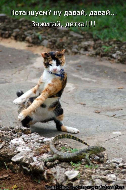 Котоматрица: Потанцуем? ну давай, давай...  Зажигай, детка!!!!