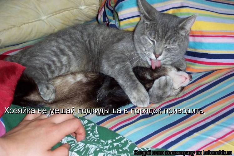 Котоматрица: Хозяйка,не мешай подкидыша в порядок приводить,