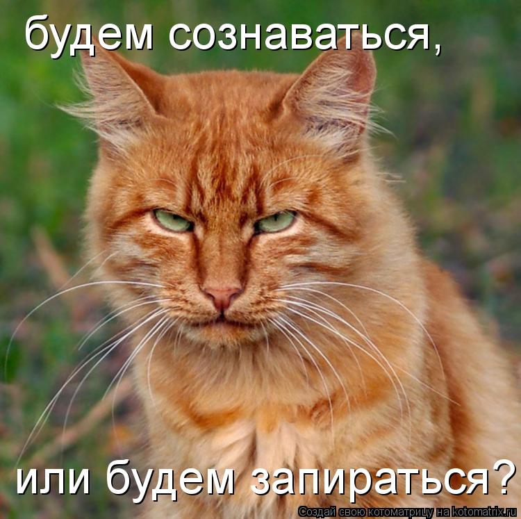 Котоматрица: будем сознаваться, или будем запираться?!