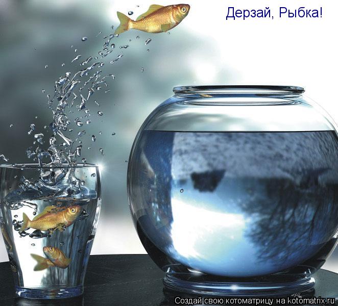 Дерзай, Рыбка!... Котоматрица: Дерзай, Рыбка!