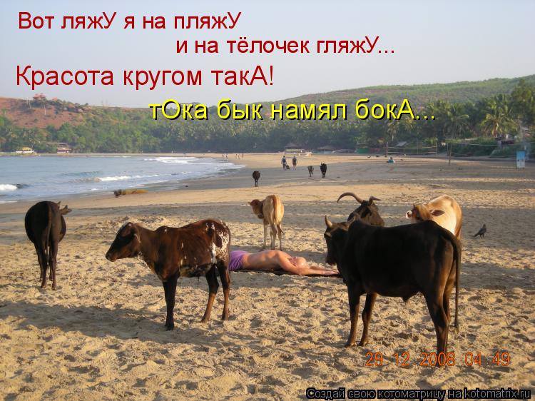 Вот ляжУ я на пляжУ и на тёлочек гляжУ... Красота кругом такА! тОка бык намял бокА...... Котоматрица: Вот ляжУ я на пляжУ и на тёлочек гляжУ... Красота кругом такА! тОка бык намял бокА...