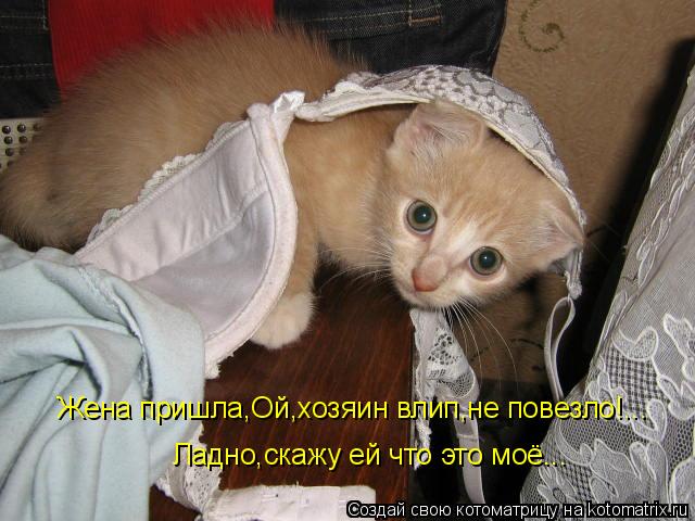 Жена пришла,Ой,хозяин влип,не повезло!... Ладно,скажу ей что это моё...... Котоматрица: Жена пришла,Ой,хозяин влип,не повезло!... Ладно,скажу ей что это моё...