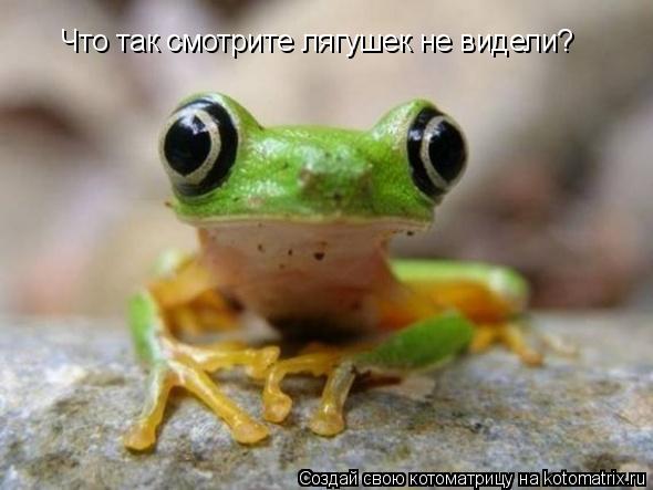 Котоматрица: Что так смотрите лягушек не видели?