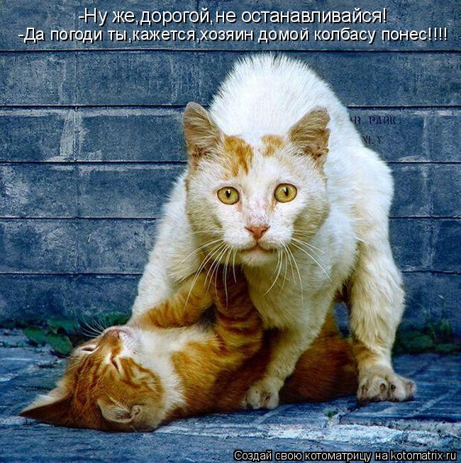 Котоматрица: -Ну же,дорогой,не останавливайся! -Да погоди ты,кажется,хозяин домой колбасу понес!!!!