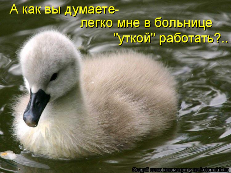 Котоматрица: А как вы думаете- легко мне в больнице "уткой" работать?..