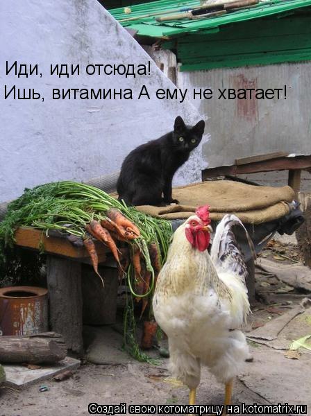 Иди, иди отсюда! Ишь, витамина А ему не хватает!... Котоматрица: Иди, иди отсюда! Ишь, витамина А ему не хватает!
