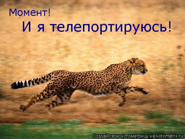 Момент! И я телепортируюсь!... Котоматрица: Момент! И я телепортируюсь!