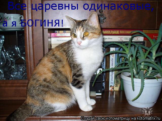 Все царевны одинаковые, а я БОГИНЯ!... Котоматрица: Все царевны одинаковые, а я БОГИНЯ!