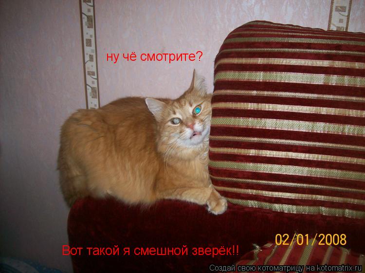 Котоматрица: ну чё смотрите? Вот такой я смешной зверёк!!