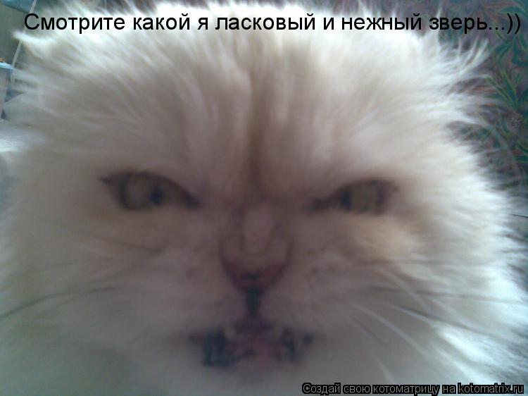 Смотрите какой я ласковый и нежный зверь...))... Котоматрица: Смотрите какой я ласковый и нежный зверь...))
