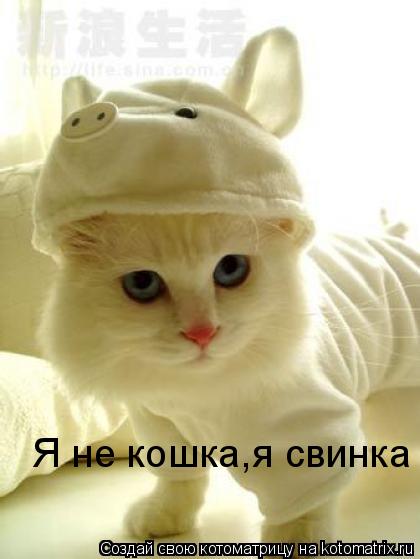 Котоматрица: Я не кошка,я свинка
