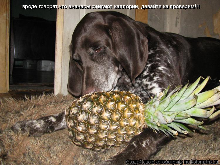вроде говорят,что ананасы сжигают каллории, давайте ка проверим!!!... Котоматрица: вроде говорят,что ананасы сжигают каллории, давайте ка проверим!!!