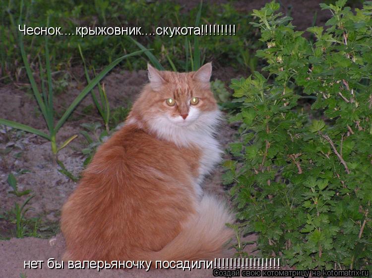 Котоматрица: Чеснок....крыжовник....скукота!!!!!!!!! нет бы валерьяночку посадили!!!!!!!!!!!!!!!!!